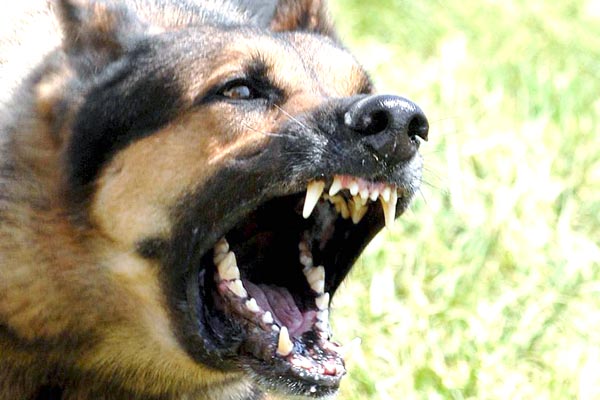 INO Brands dog attack defense